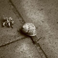 Il fermo in movimento