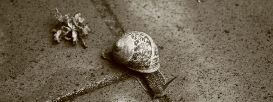 Il fermo in movimento